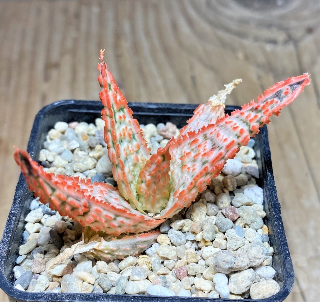 SHPR24368 Aloe TCT hybrid - 画像 (3)