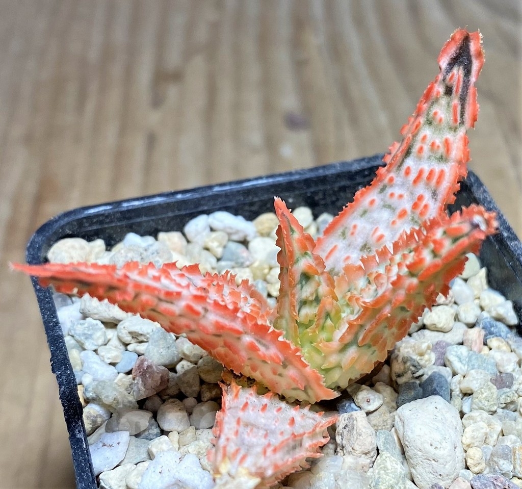 SHPR24368 Aloe TCT hybrid