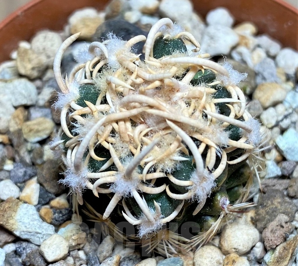 SHPR24435 Navajoa peeblesiana PJR 521, Clone 32, grafted - Image 2