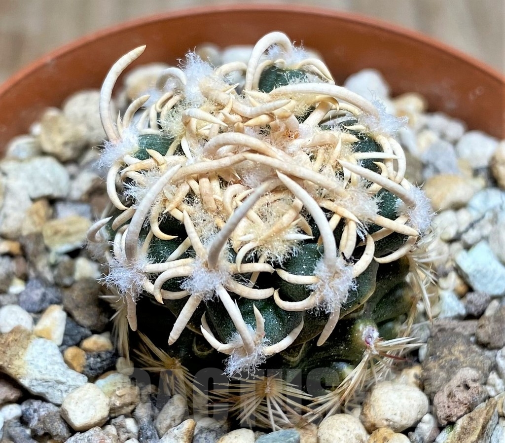 SHPR24435 Navajoa peeblesiana PJR 521, Clone 32, grafted