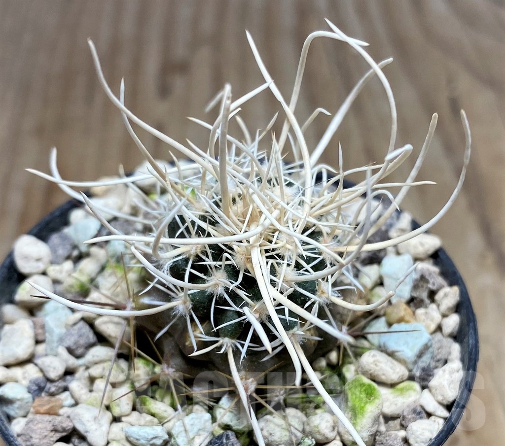 SHPR24436 Navajoa peeblesiana ssp. fickeisenii SB 468, Clone 22, grafted