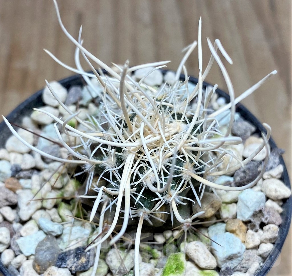 SHPR24436 Navajoa peeblesiana ssp. fickeisenii SB 468, Clone 22, grafted - Imagen 2