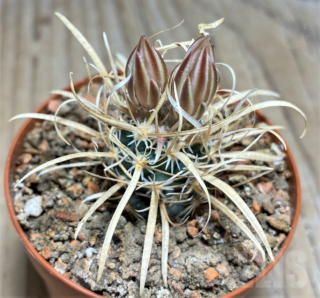 SHPR24453 Toumeya papyracantha SB 172, Clone 07, grafted