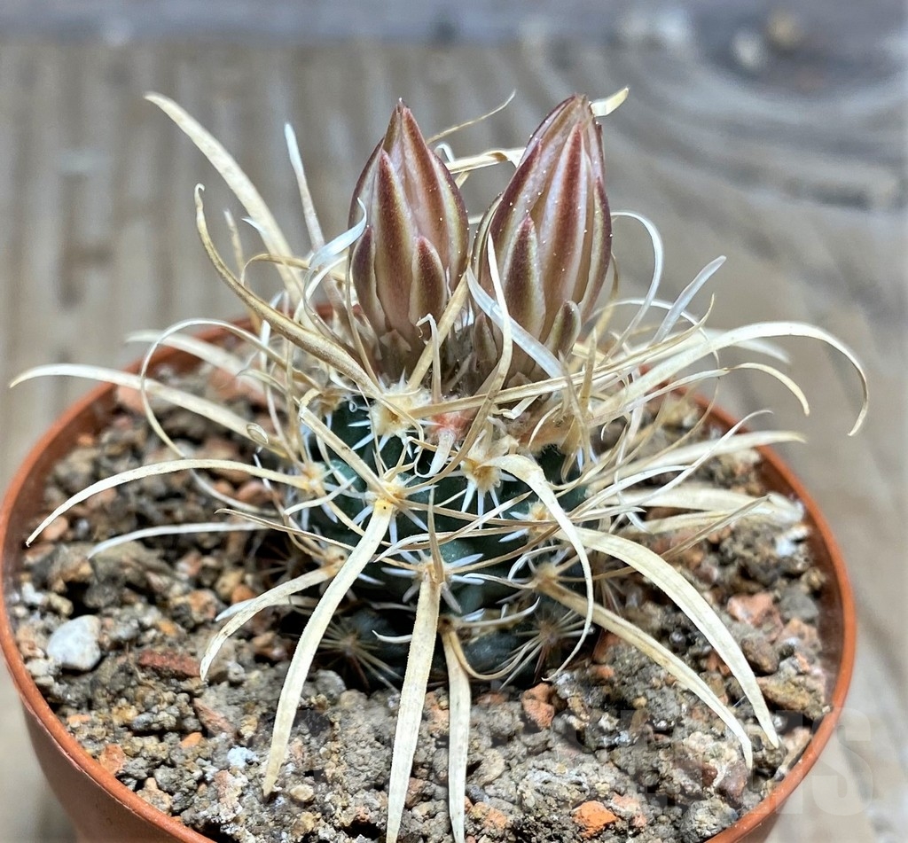 SHPR24453 Toumeya papyracantha SB 172, Clone 07, grafted - Image 2