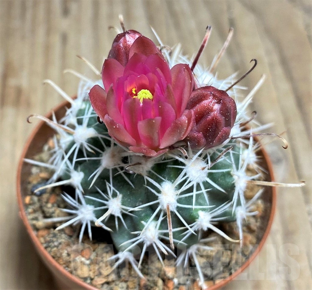 SHPR24471 Sclerocactus spinosior v. pubispinus, Clone 23, grafted