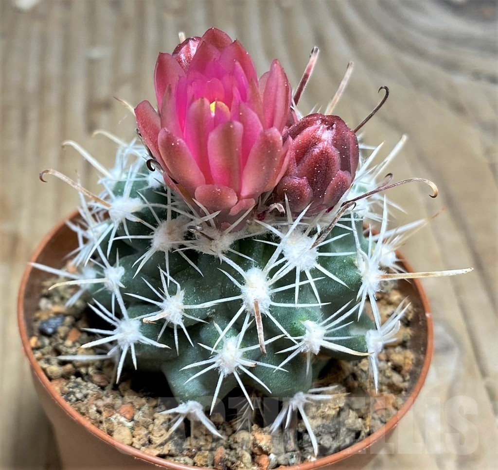 SHPR24471 Sclerocactus spinosior v. pubispinus, Clone 23, grafted – Bild 2