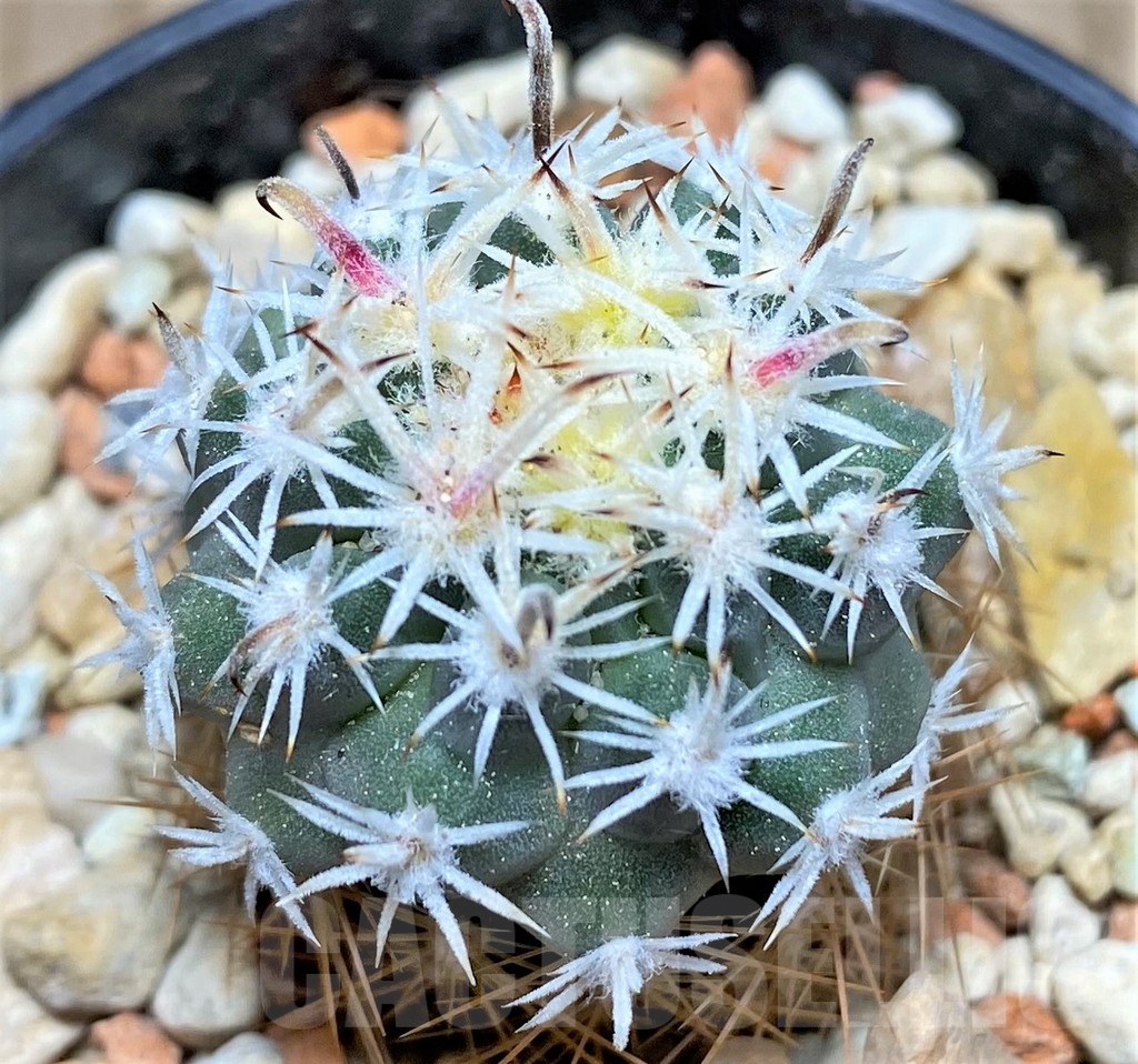 SHPR24533 Sclerocactus spinosior v. pubispinus, Clone 22, grafted