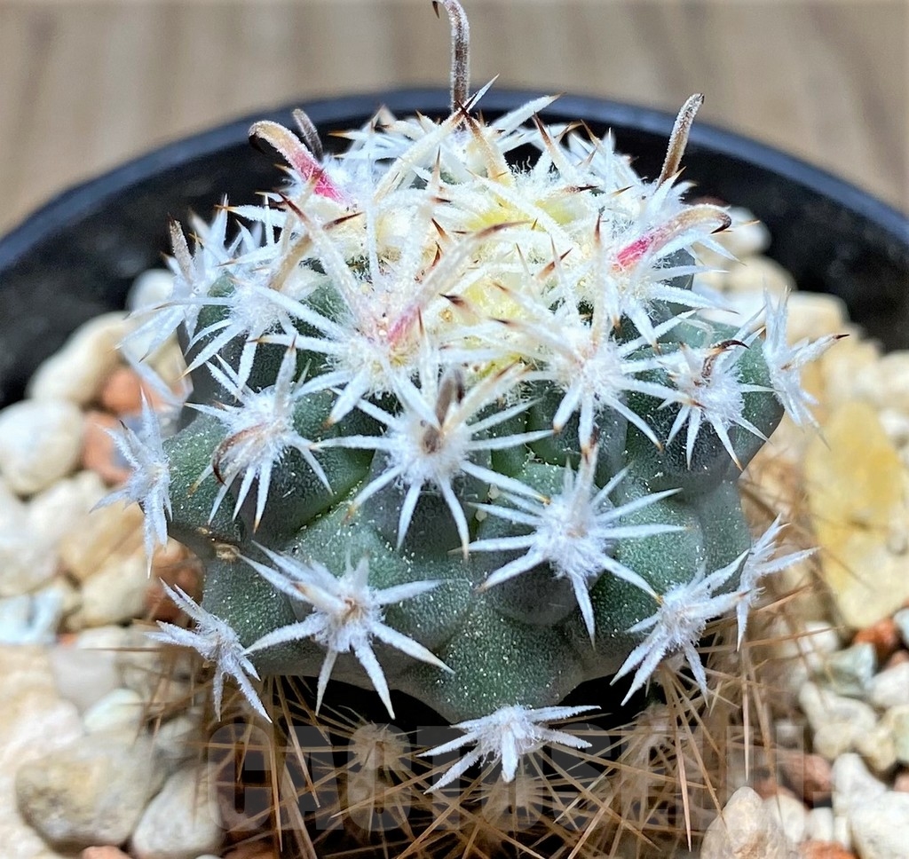 SHPR24533 Sclerocactus spinosior v. pubispinus, Clone 22, grafted - Image 2