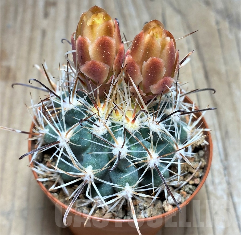 SHPR24534 Sclerocactus spinosior v. pubispinus, Clone 23, grafted