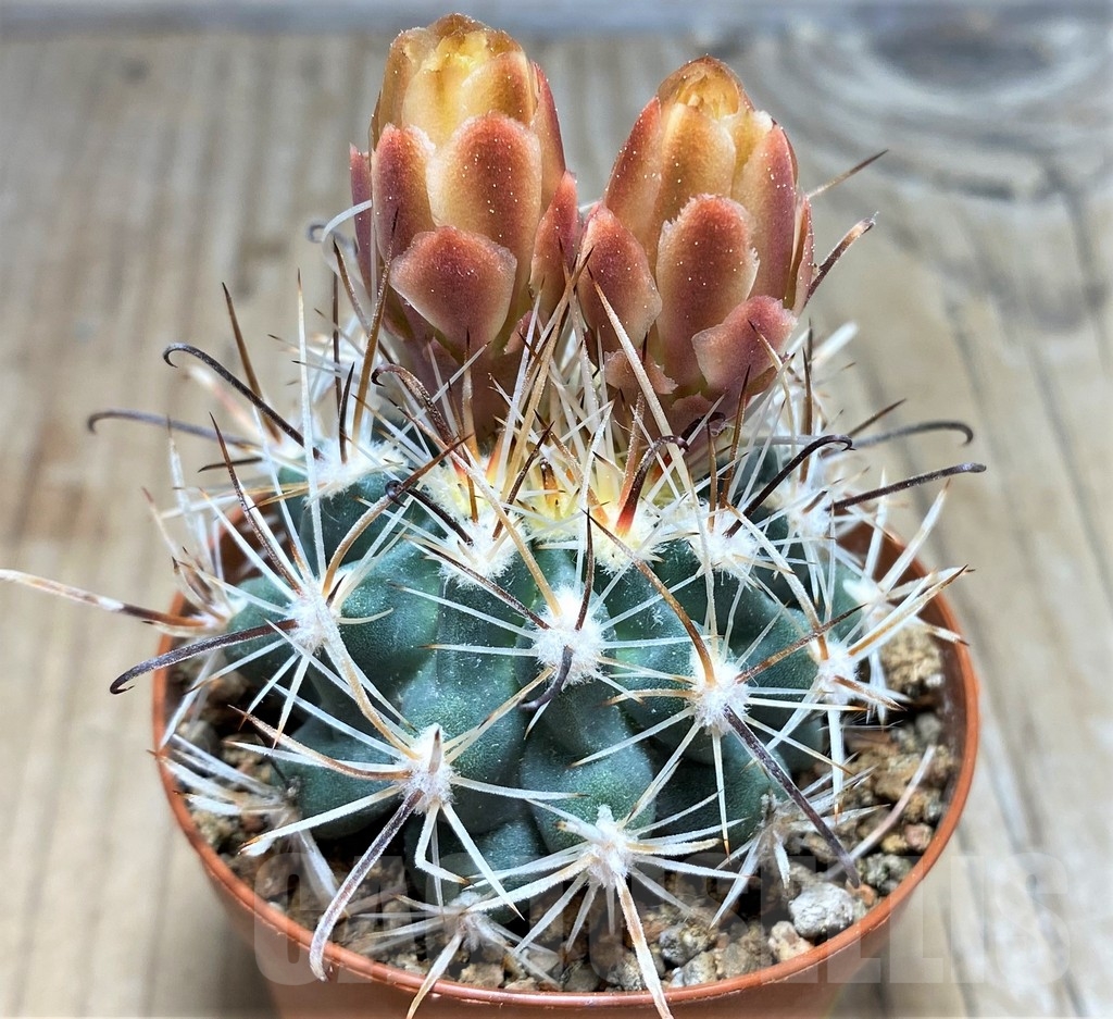 SHPR24534 Sclerocactus spinosior v. pubispinus, Clone 23, grafted - Image 2