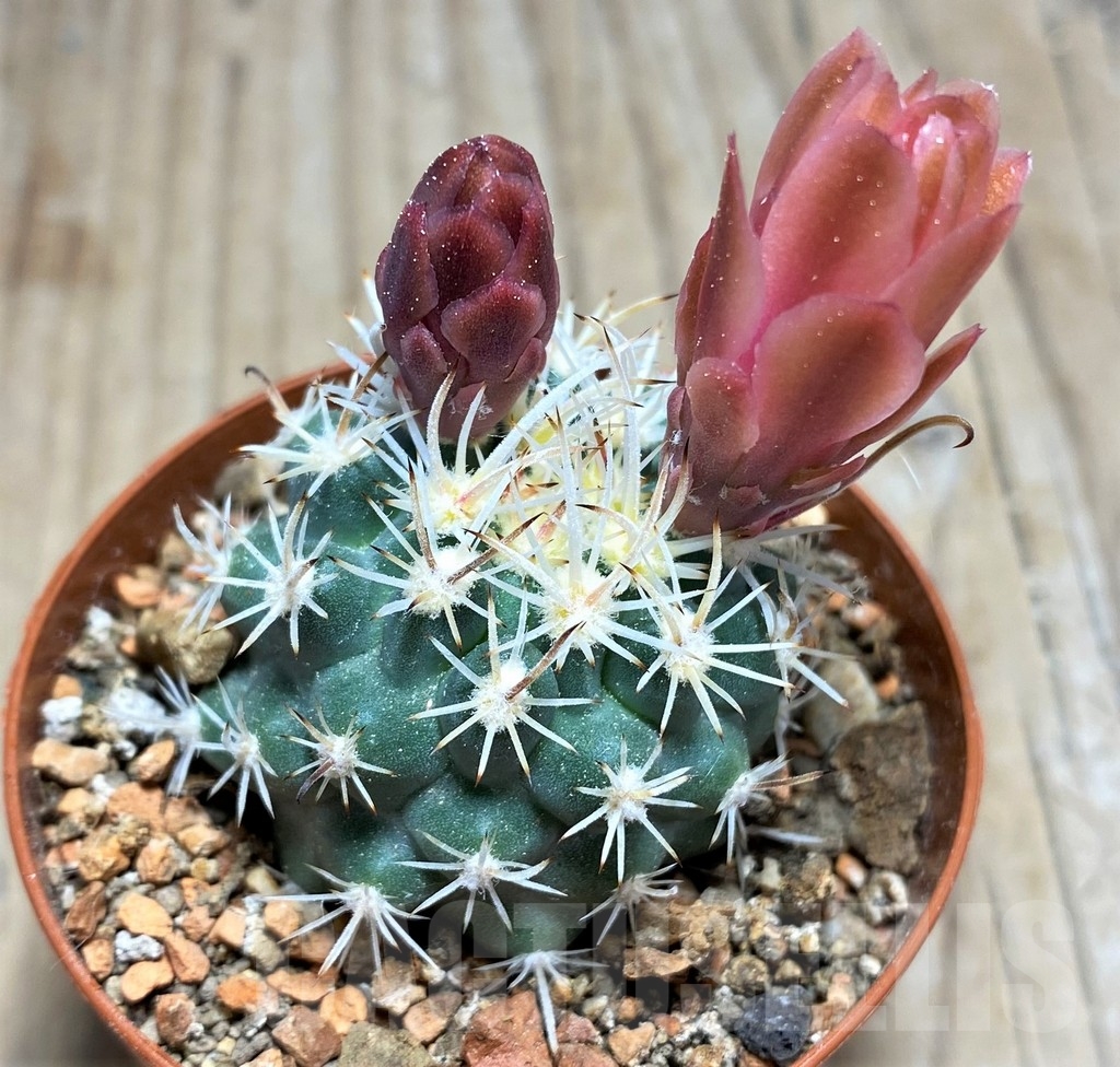 SHPR24536 Sclerocactus spinosior v. pubispinus, Clone 23, grafted - Image 2