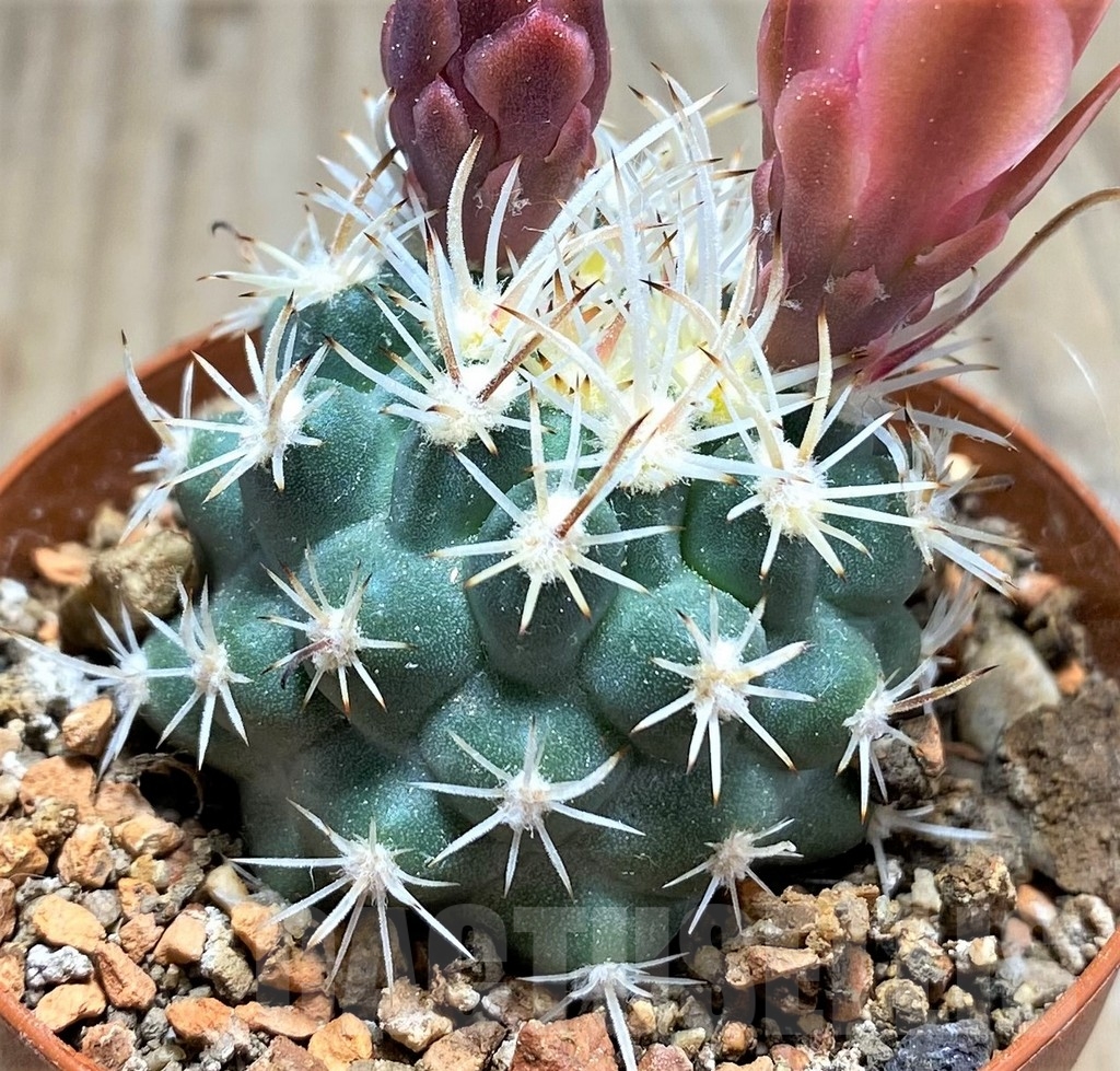 SHPR24536 Sclerocactus spinosior v. pubispinus, Clone 23, grafted
