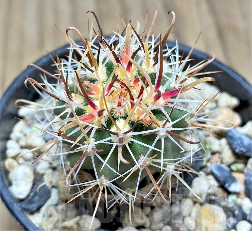 SHPR24538 Sclerocactus whipplei ssp. busekii SB 1086, Clone 23, grafted