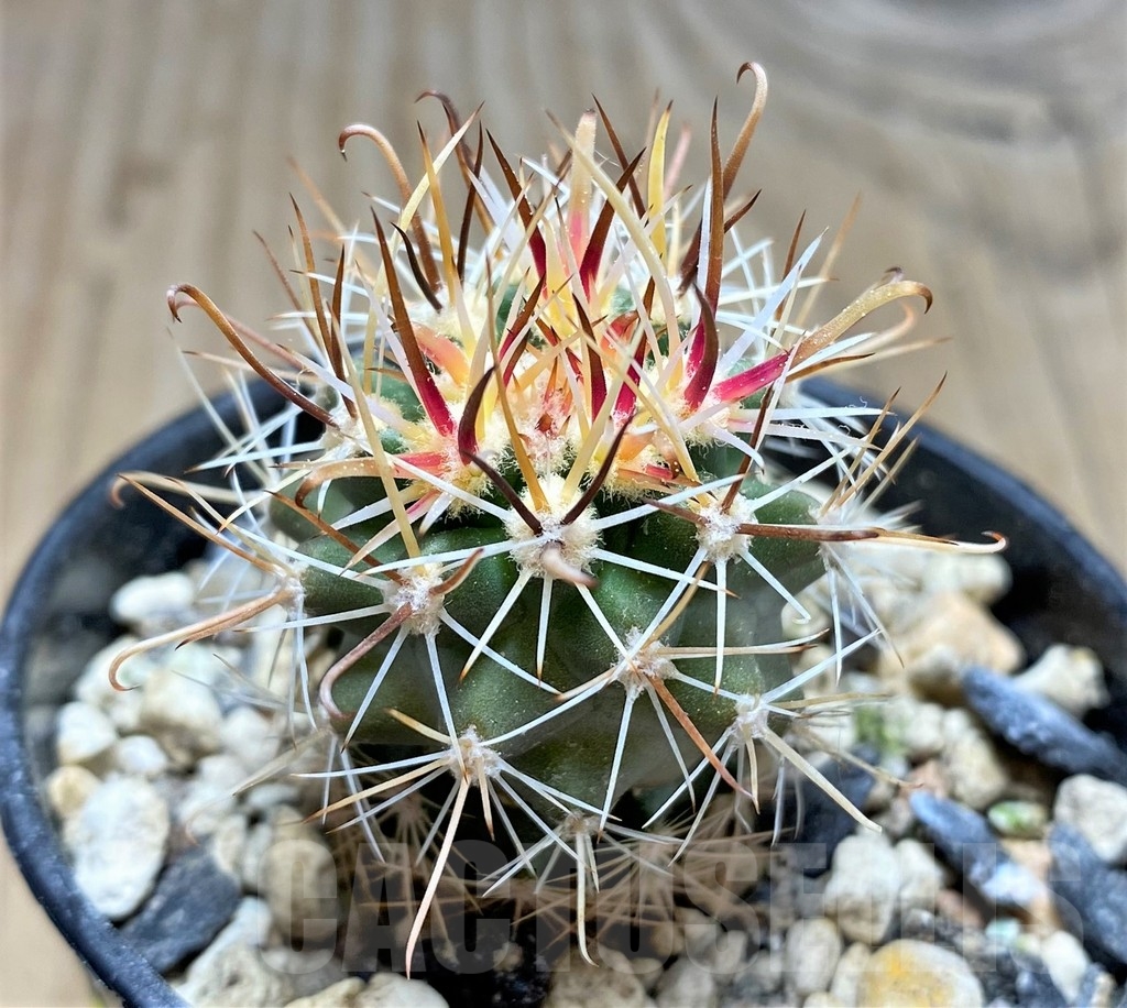 SHPR24538 Sclerocactus whipplei ssp. busekii SB 1086, Clone 23, grafted - Image 2