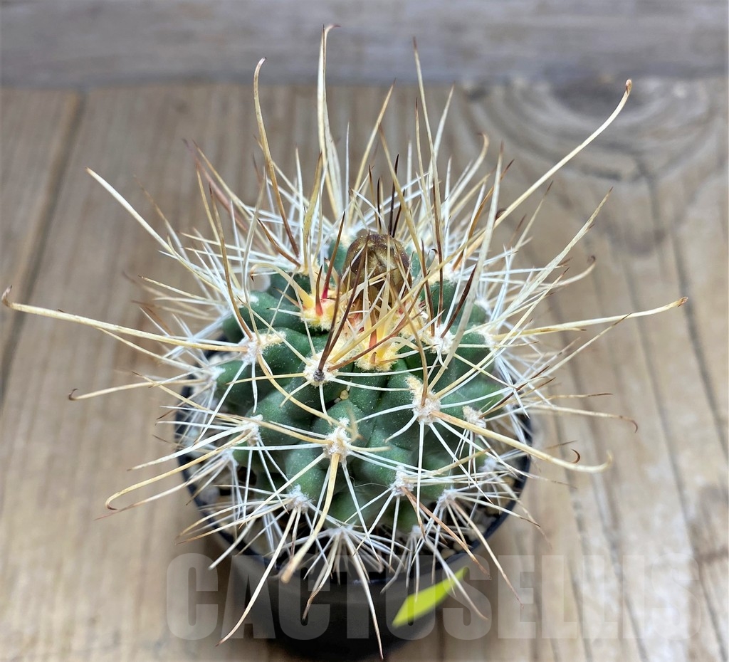 SHPR24539 Sclerocactus whipplei ssp. busekii SB 1086, Clone 03, grafted - Image 2