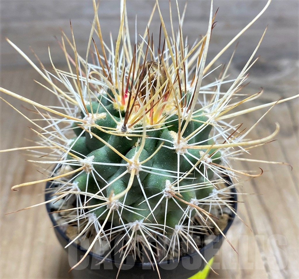 SHPR24539 Sclerocactus whipplei ssp. busekii SB 1086, Clone 03, grafted
