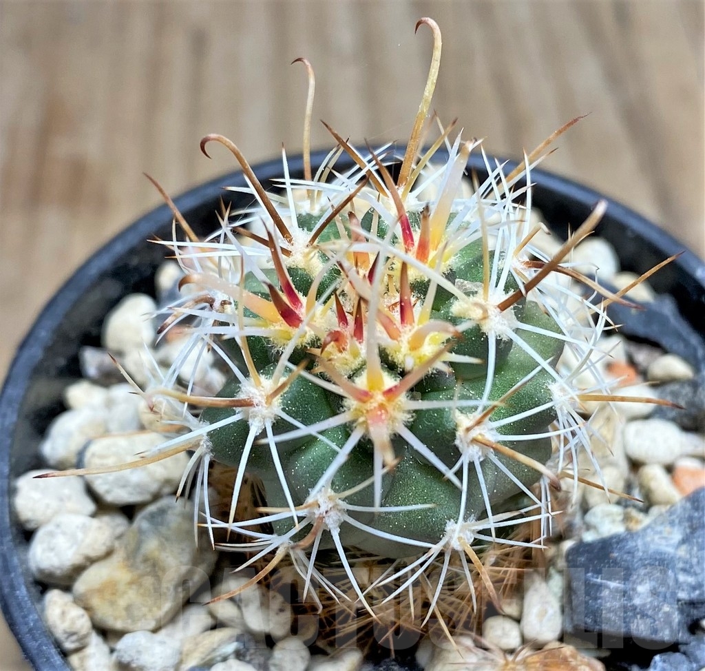 SHPR24540 Sclerocactus whipplei ssp. busekii SB 1086, Clone 22, grafted
