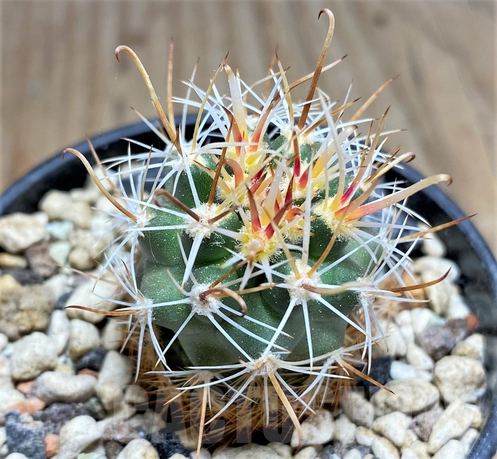 SHPR24540 Sclerocactus whipplei ssp. busekii SB 1086, Clone 22, grafted - Image 2