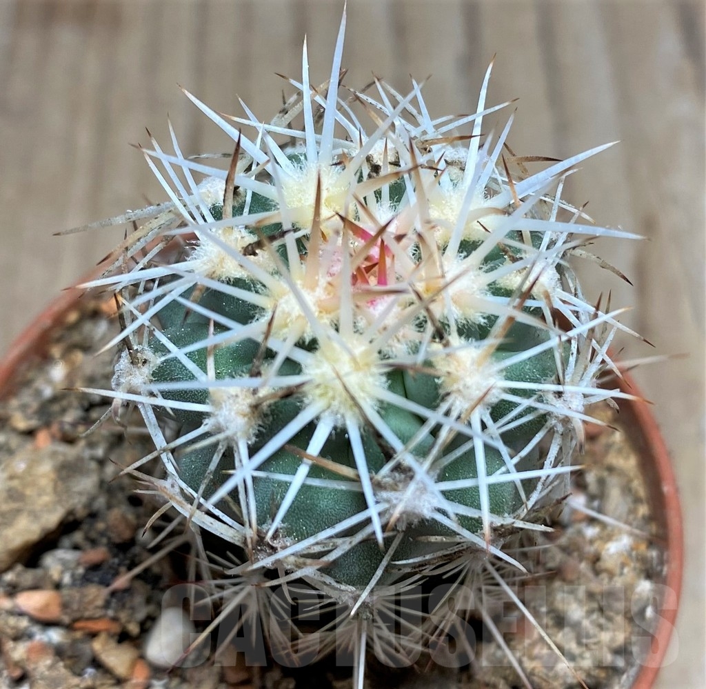 SHPR24541 Sclerocactus wetlandicus, Clone 22, grafted