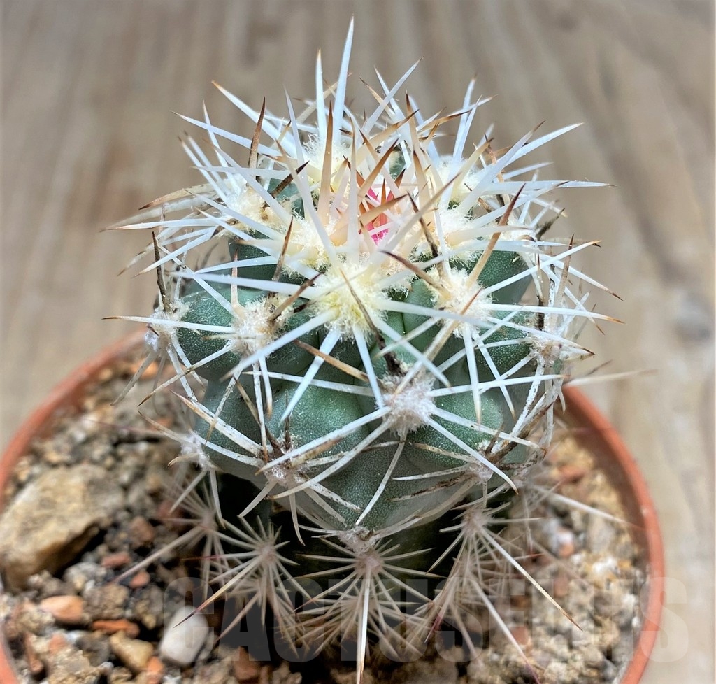 SHPR24541 Sclerocactus wetlandicus, Clone 22, grafted - Image 2