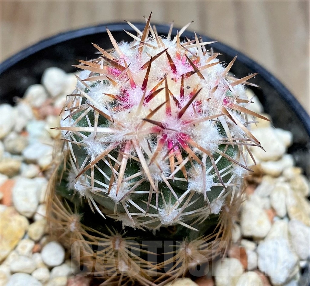 SHPR24542 Sclerocactus mesae-verdae SB 71, Clone 21, grafted
