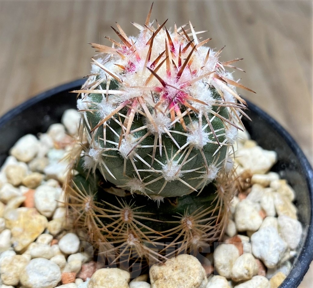SHPR24542 Sclerocactus mesae-verdae SB 71, Clone 21, grafted - immagine 2