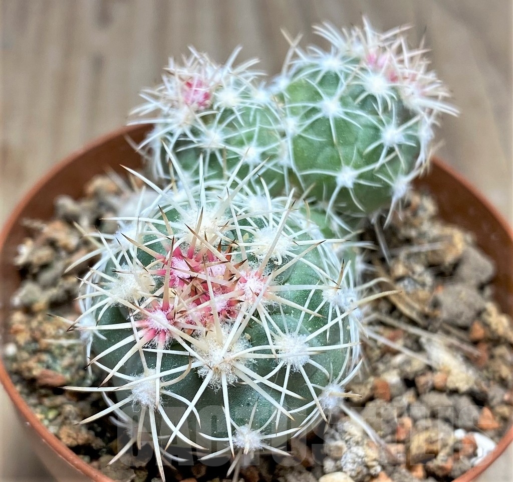 SHPR24543 Sclerocactus mesae-verdae SB 303, Clone 22, grafted
