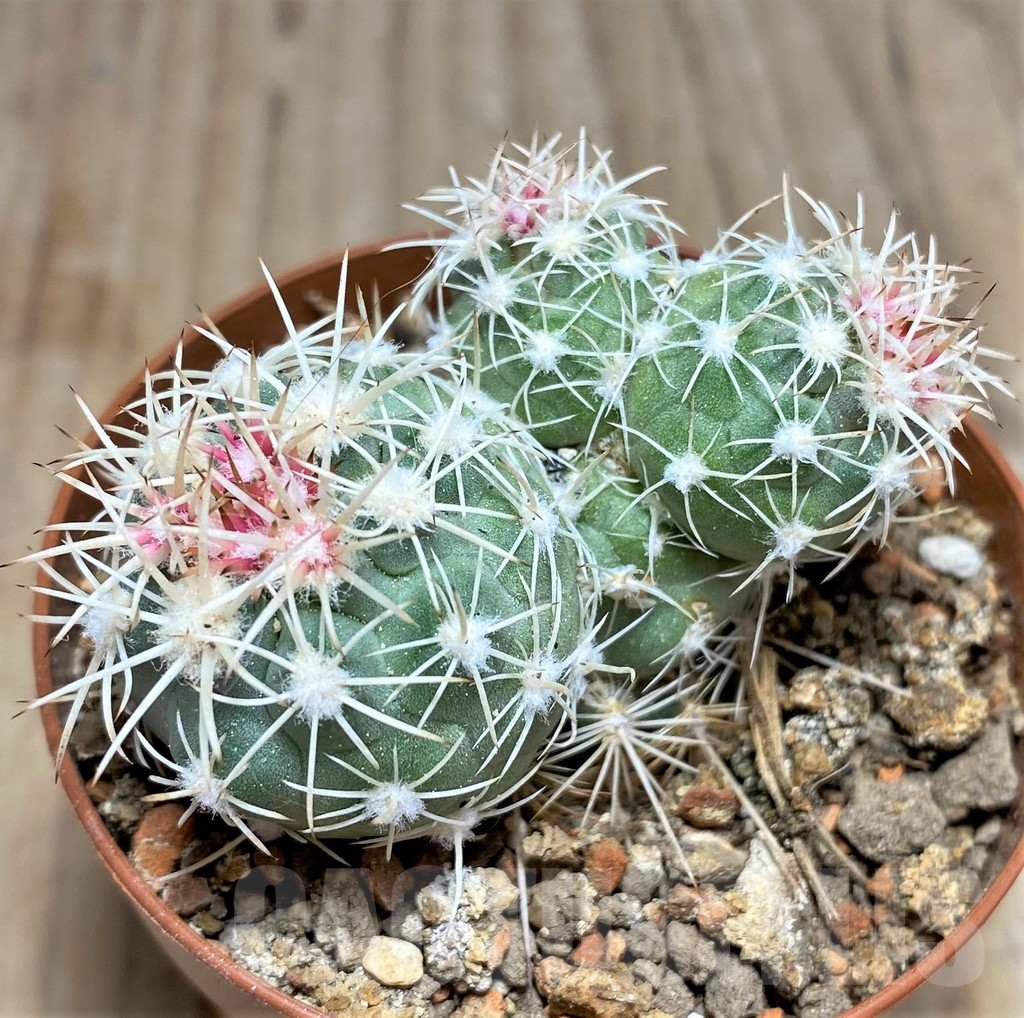 SHPR24543 Sclerocactus mesae-verdae SB 303, Clone 22, grafted - immagine 2