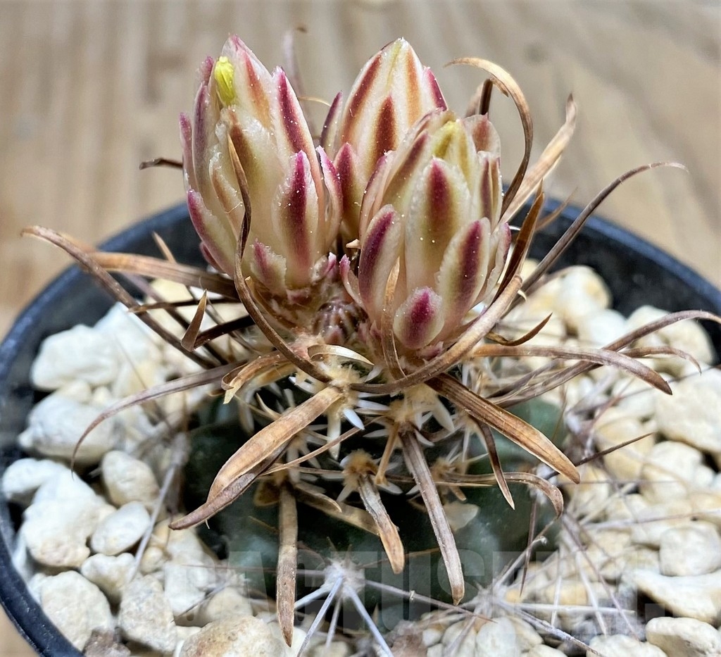 SHPR24551 Toumeya papyracantha FH 083, Clone 09, grafted - Imagen 2