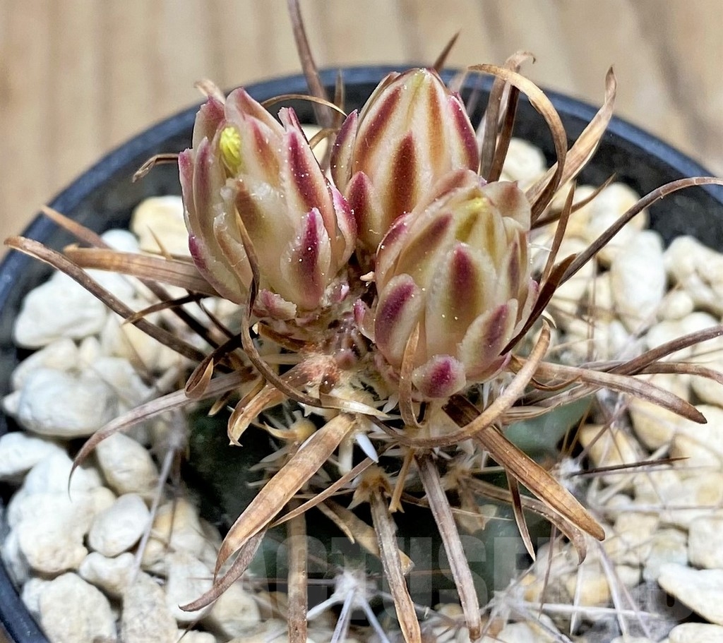 SHPR24551 Toumeya papyracantha FH 083, Clone 09, grafted