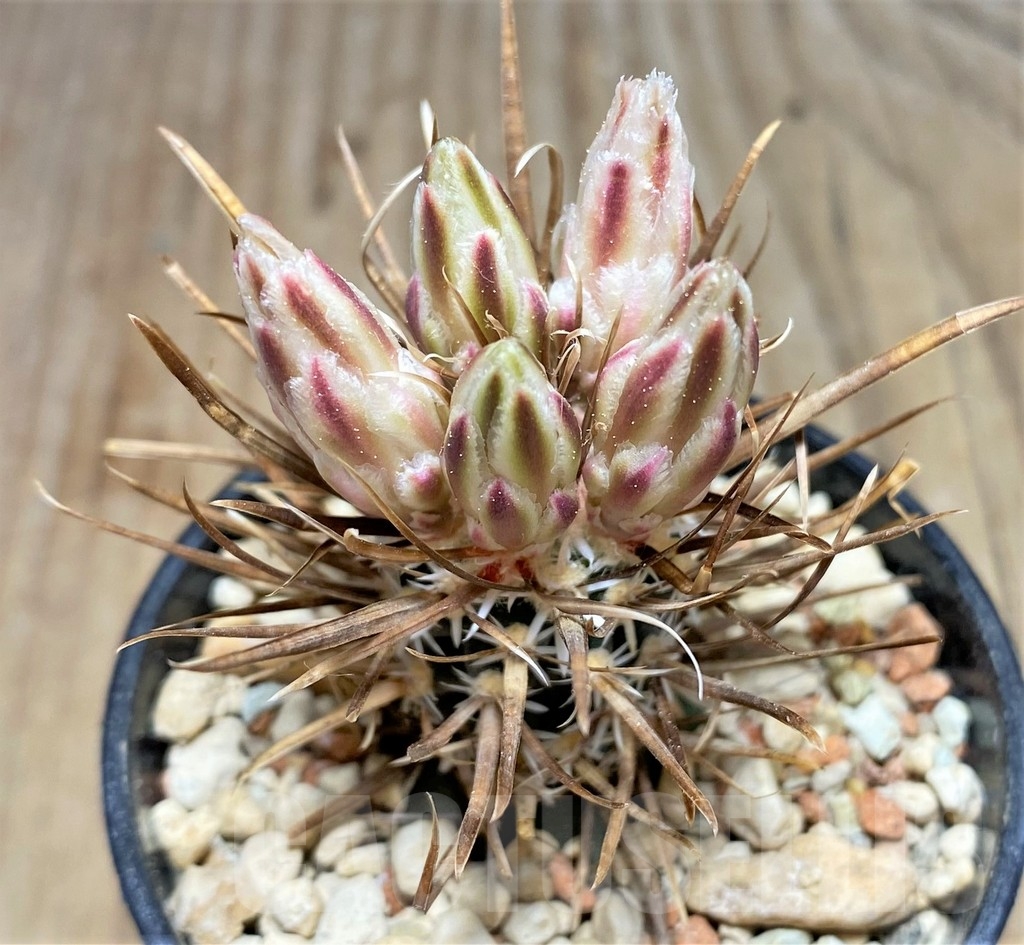 SHPR24557 Toumeya papyracantha FH 083, Clone 02, grafted