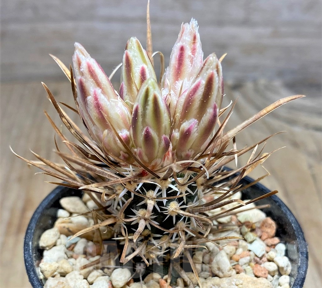 SHPR24557 Toumeya papyracantha FH 083, Clone 02, grafted – Image 2