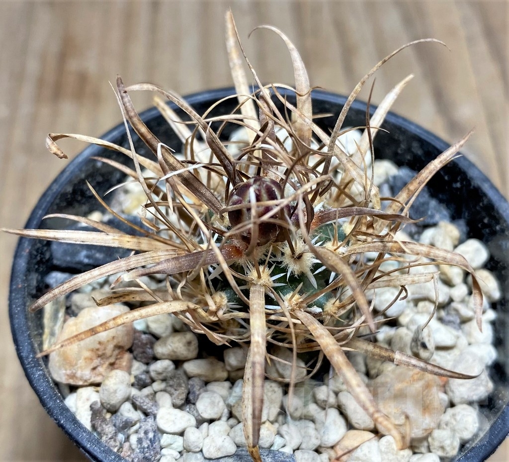 SHPR24559 Toumeya papyracantha FH 086, Clone 01, grafted – Image 2