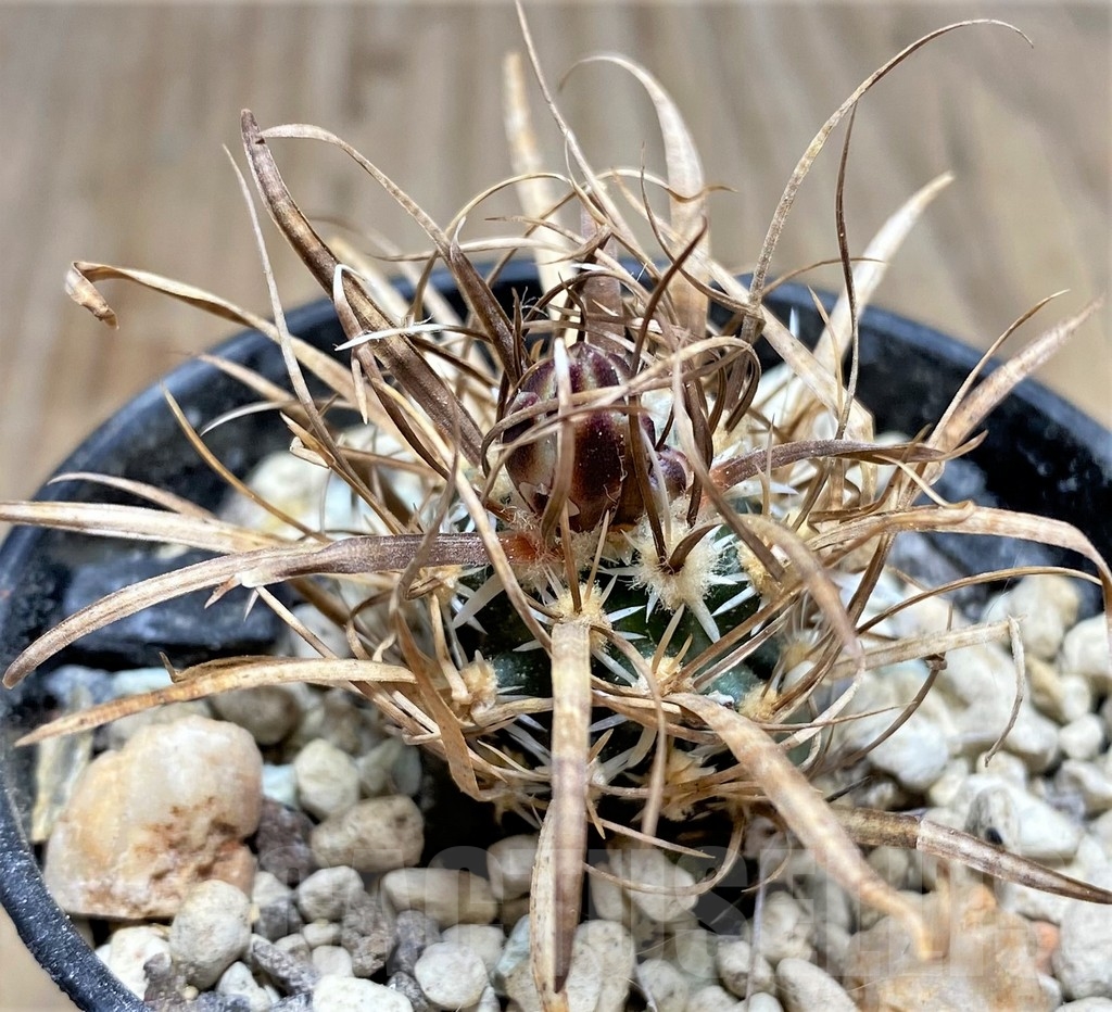 SHPR24559 Toumeya papyracantha FH 086, Clone 01, grafted