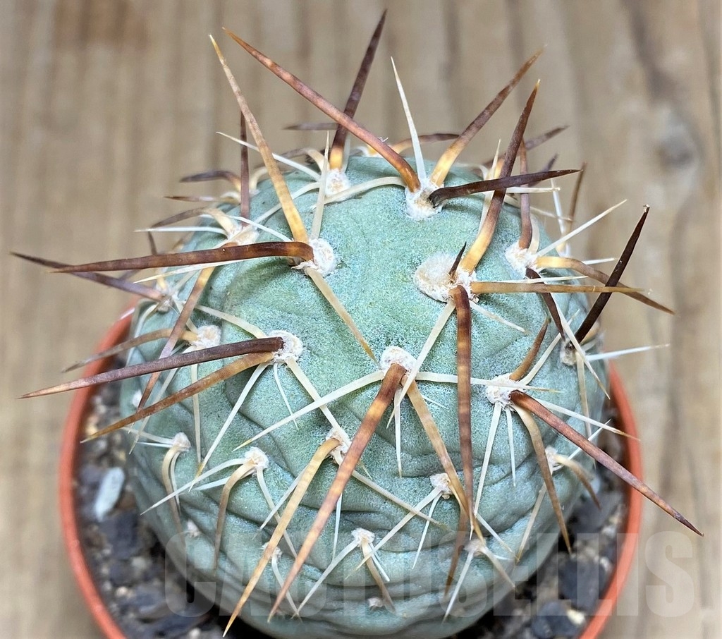 SHPR24561 Tephrocactus geometricus