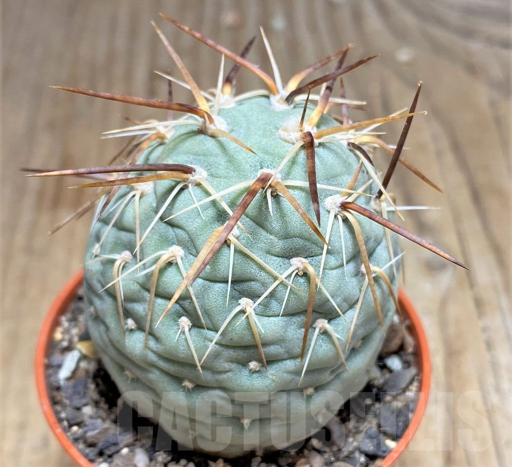 SHPR24561 Tephrocactus geometricus – Image 2