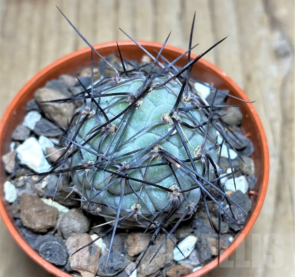 SHPR24562 Tephrocactus geometricus