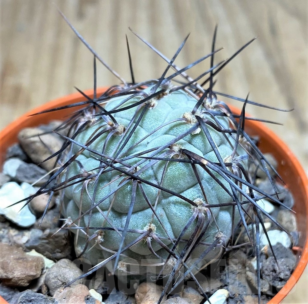 SHPR24562 Tephrocactus geometricus – Image 2
