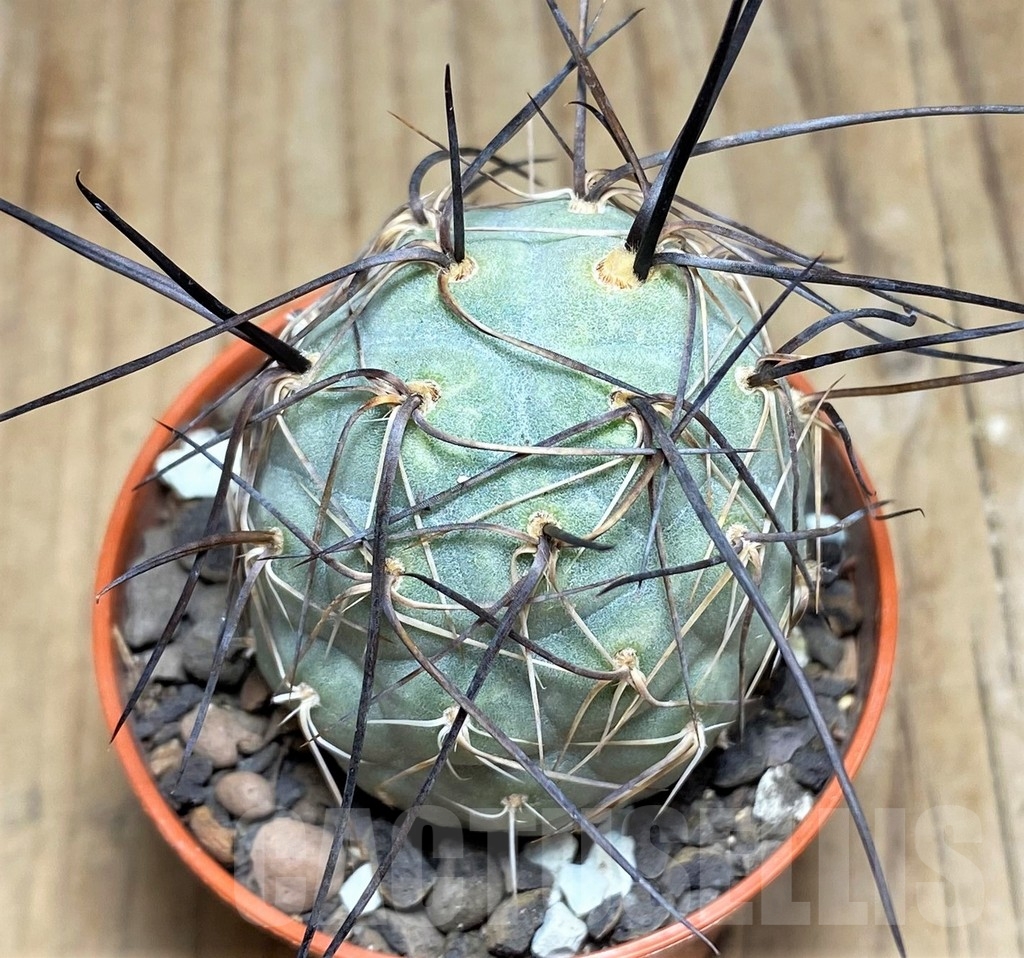 SHPR24563 Tephrocactus geometricus