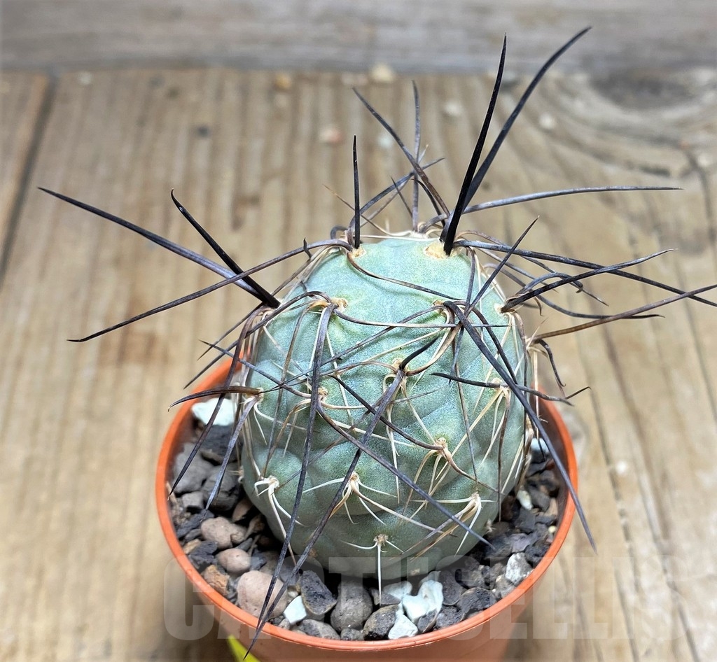 SHPR24563 Tephrocactus geometricus – Image 2