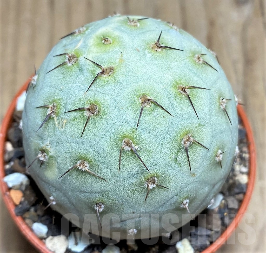 SHPR24564 Tephrocactus geometricus