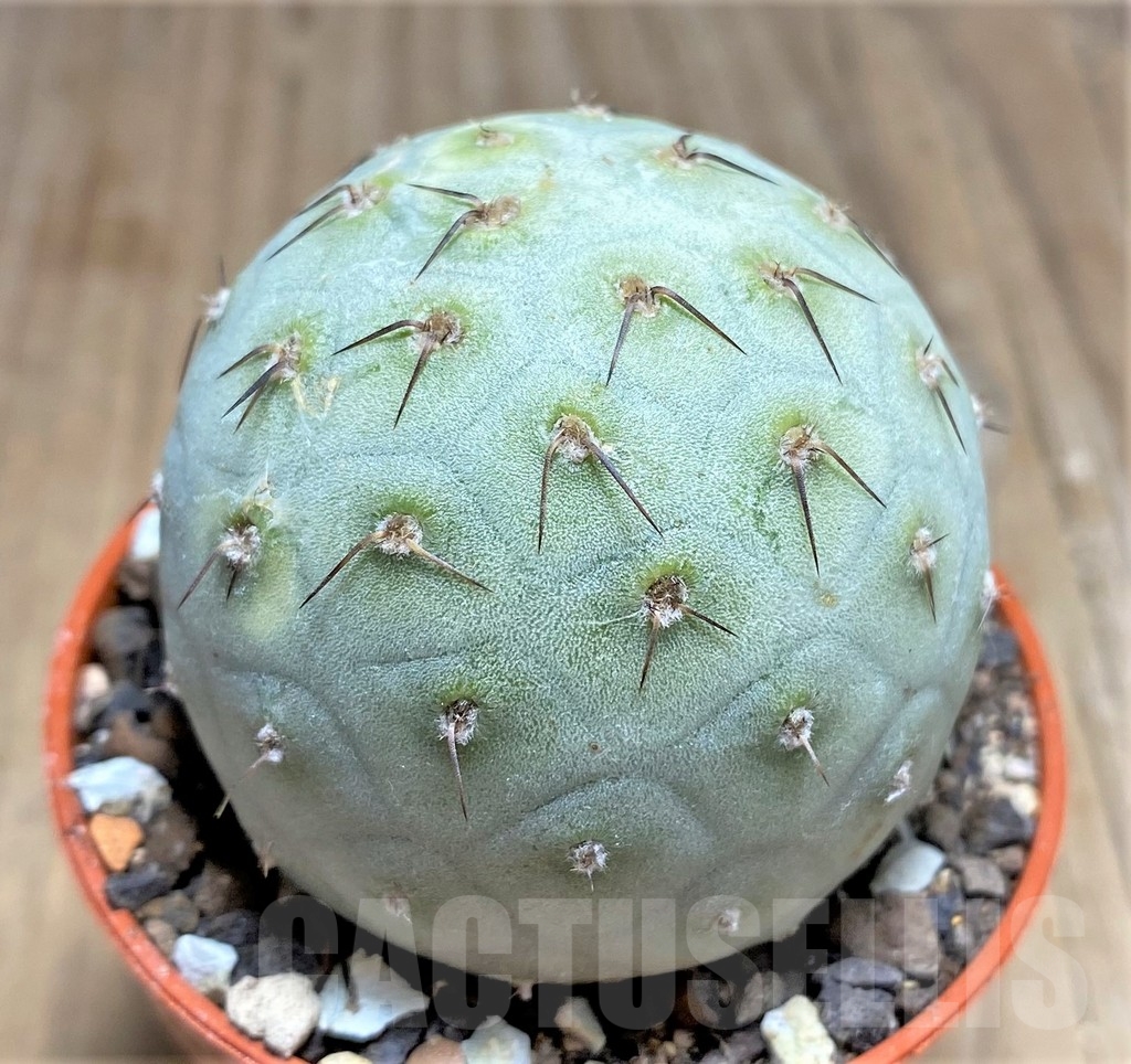 SHPR24564 Tephrocactus geometricus – Image 2