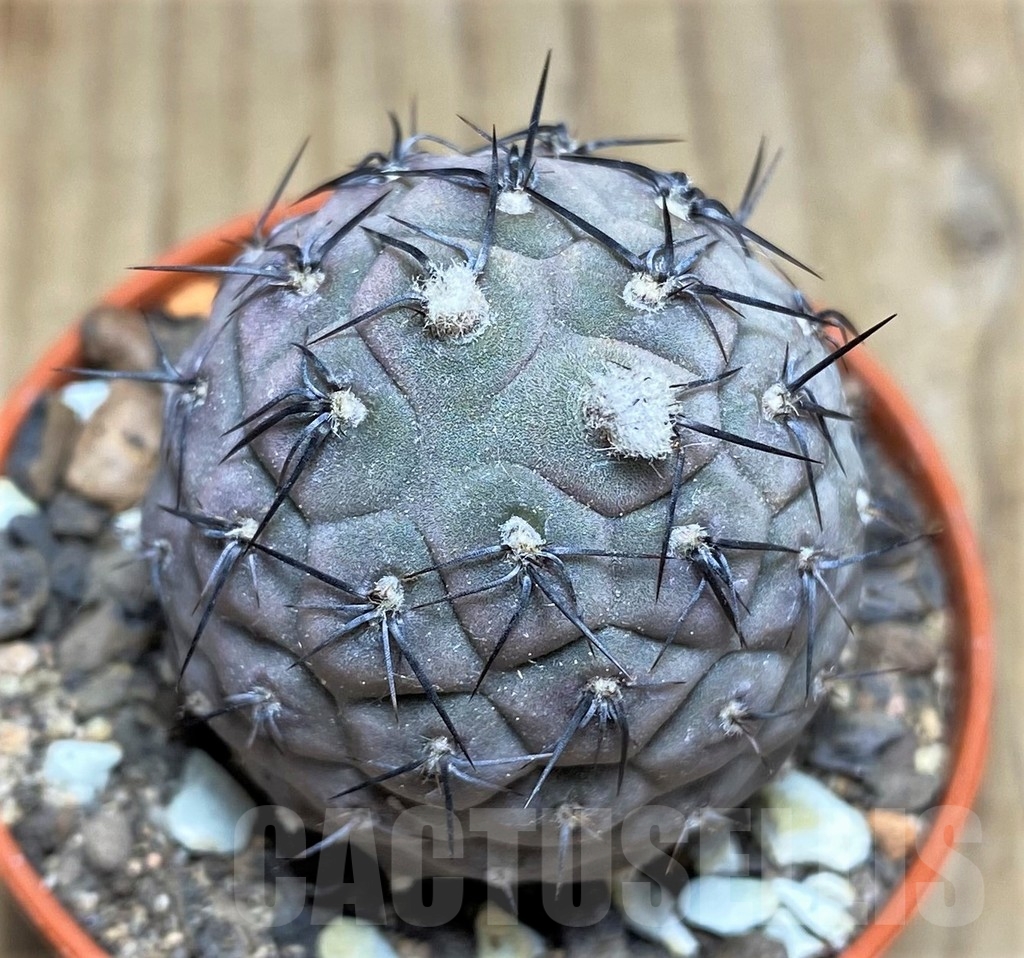 SHPR24566 Tephrocactus geometricus