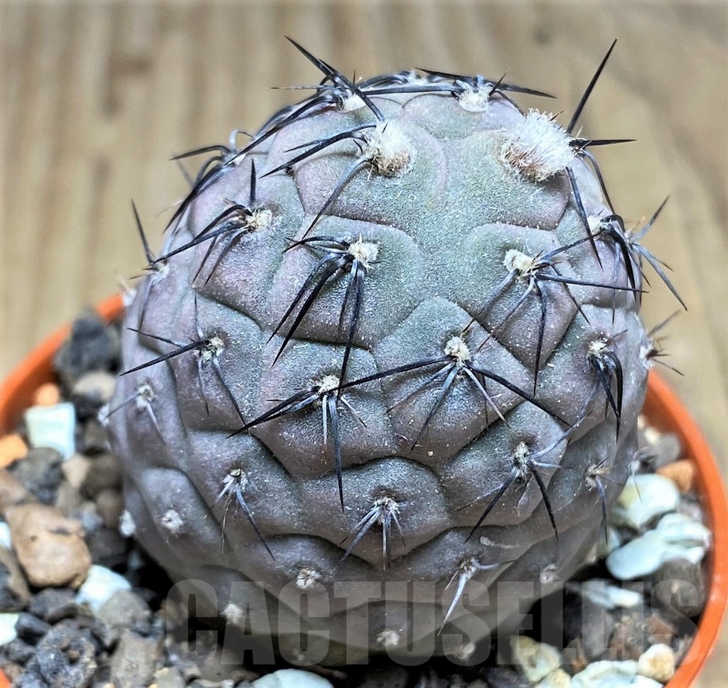 SHPR24566 Tephrocactus geometricus – Image 2