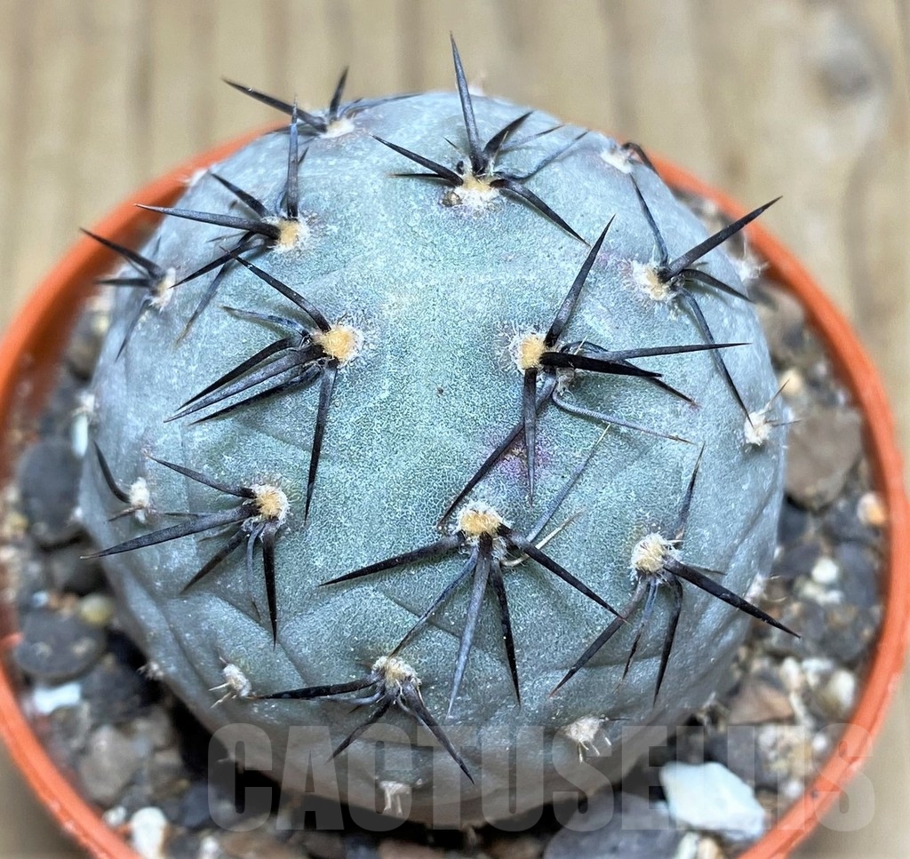 SHPR24568 Tephrocactus geometricus