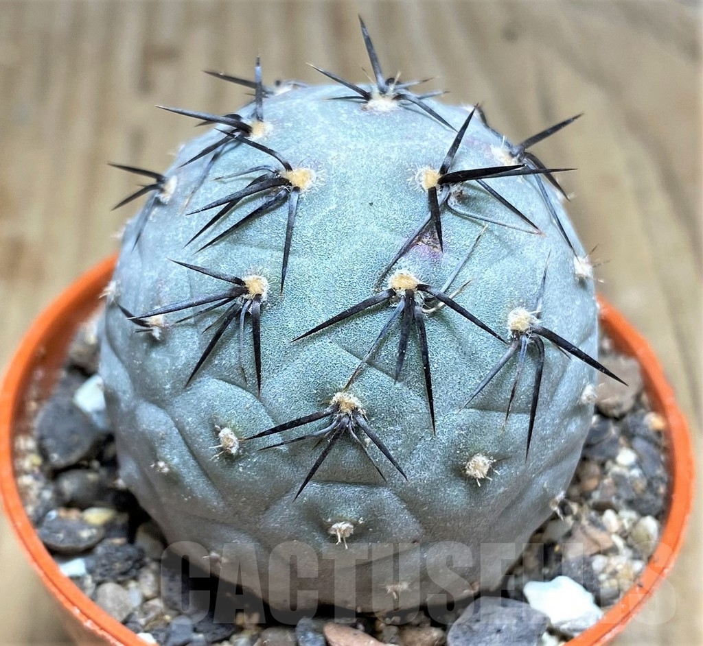SHPR24568 Tephrocactus geometricus – Image 2