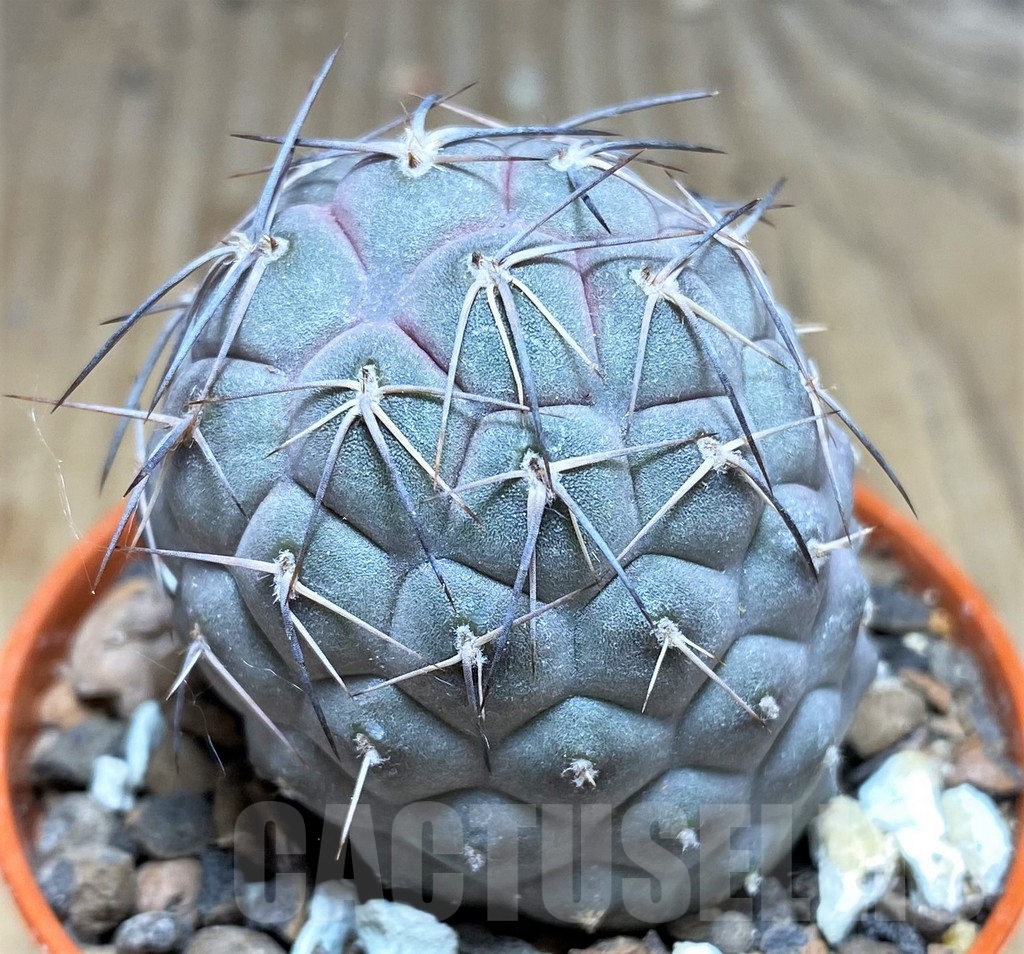 SHPR24572 Tephrocactus geometricus - Obrázek 2