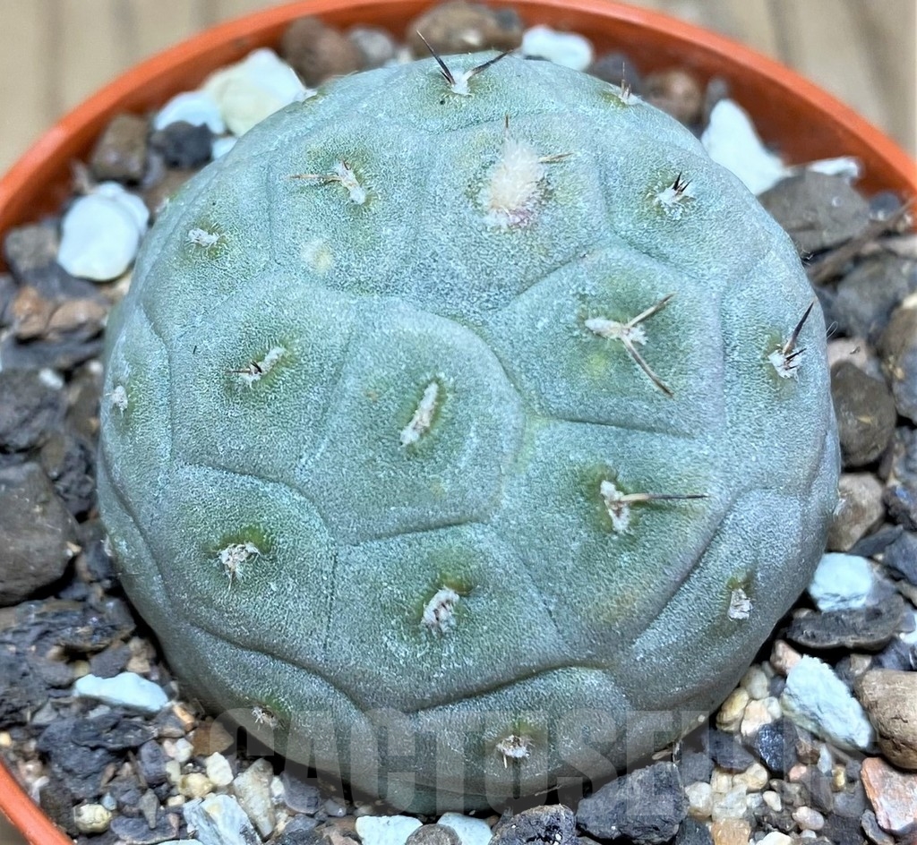 SHPR24573 Tephrocactus geometricus