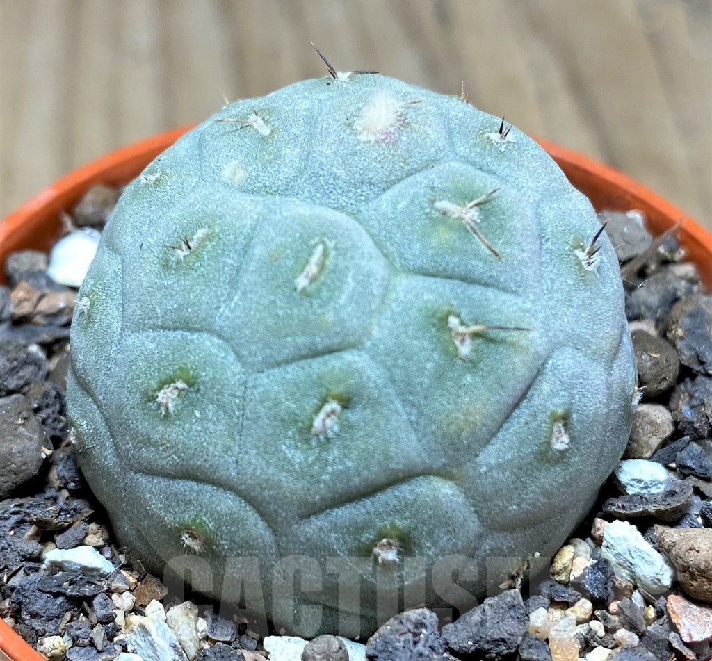 SHPR24573 Tephrocactus geometricus - immagine 2