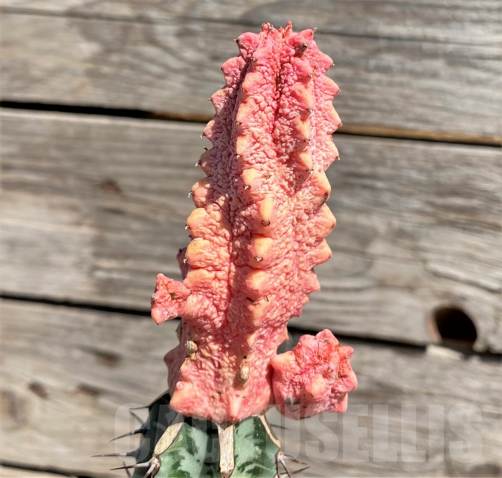 SHPR24580 Euphorbia abdelkuri 'Damask', grafted - Image 2